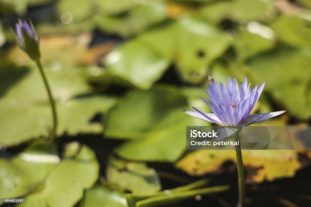 Hermosa Flor de loto - Foto de stock de Aire libre libre de derechos