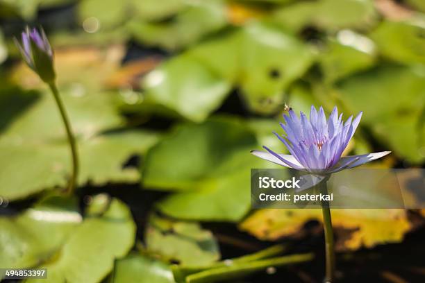 Hermosa Flor De Loto Foto de stock y más banco de imágenes de Aire libre - Aire libre, Botánica, Cabeza de flor