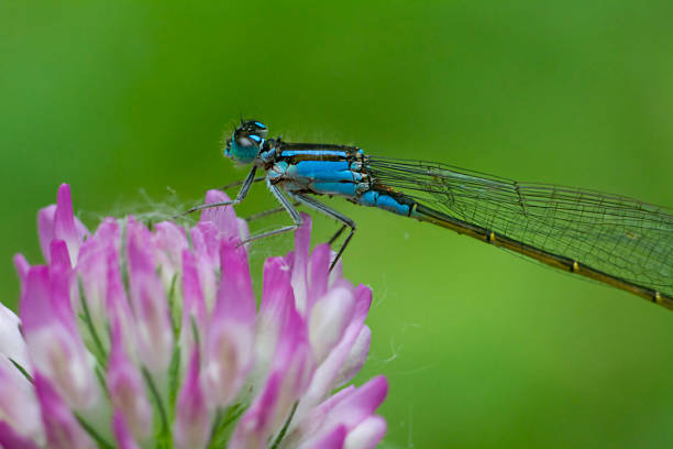 istock Ischnura heterosticta 494853597