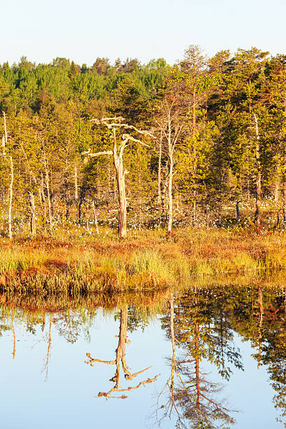 istock Old snag by the lake 494853665