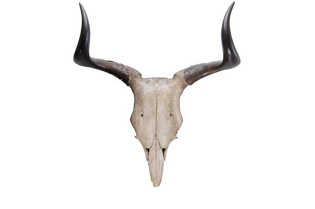 istock head skull of Kouprey(Bos sauveli) isolated on white background 494853755