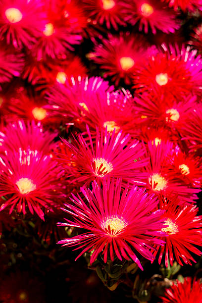 istock garden pink flowers 494854091