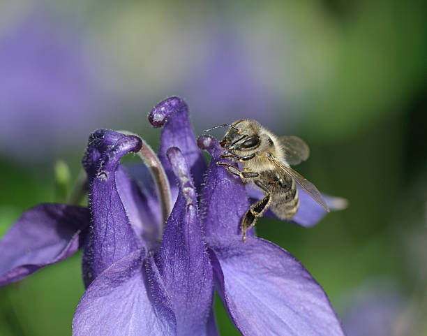 istock Eating bee at columbine 494854243
