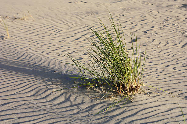 istock Beach grass on the North Sea beach 494854753
