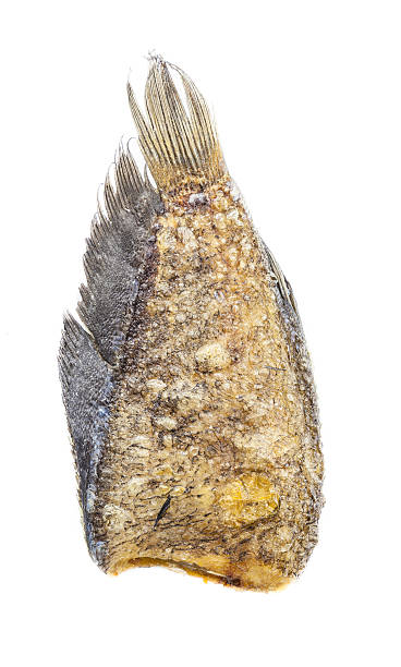 istock Fried Snakeskin gourami 494854775