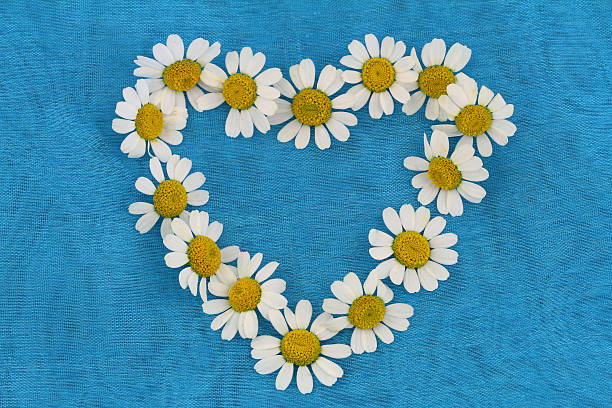 istock Heart made of chamomile flowers on blue background 494854993