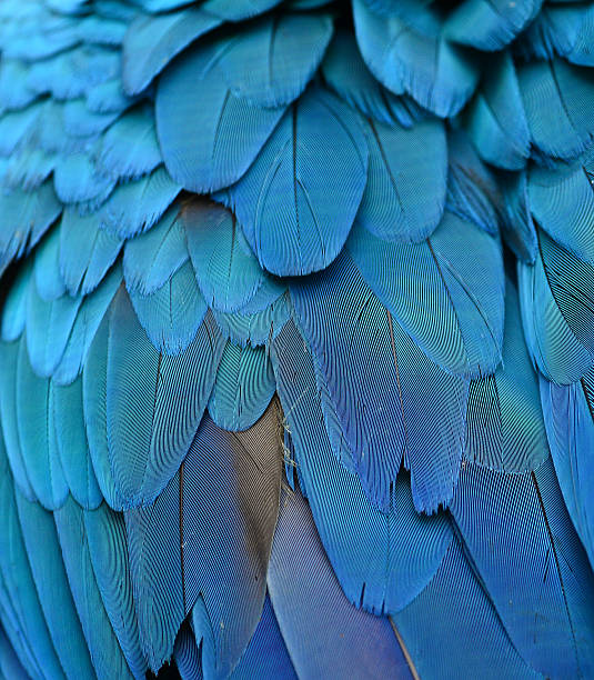 istock Scarlet Macaw feathers, colorful background texture 494855348