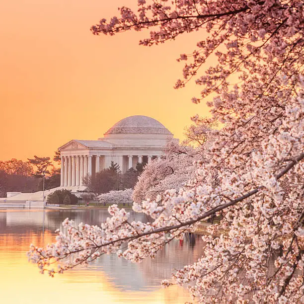 Photo of the Jefferson Memorial during the Cherry Blossom Festival