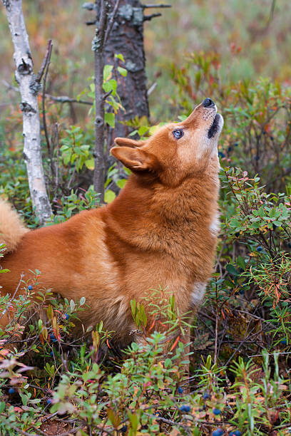 barking hunting dog hunting dog finnish spitz barking at the swamp spitz type dog stock pictures, royalty-free photos & images