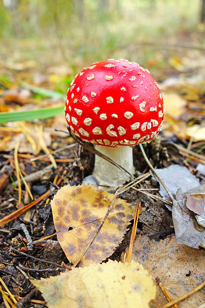 istock Amanita in the forest 494855942
