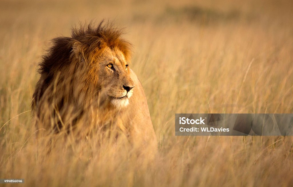 Lion in high grass Large male lion in high grass and warm evening light - Masai Mara, Kenya Lion - Feline Stock Photo