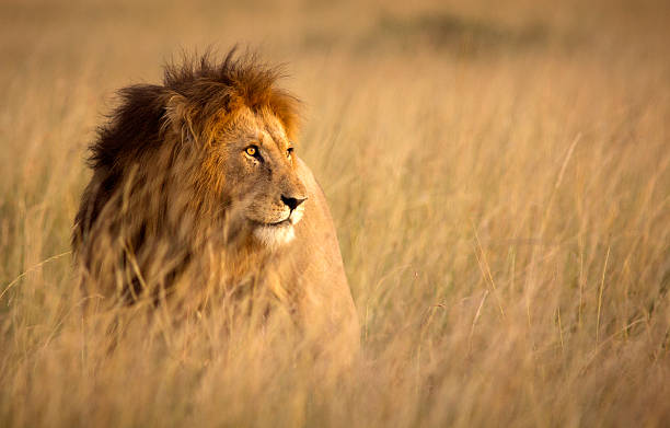 Lion in high grass Large male lion in high grass and warm evening light - Masai Mara, Kenya leo stock pictures, royalty-free photos & images