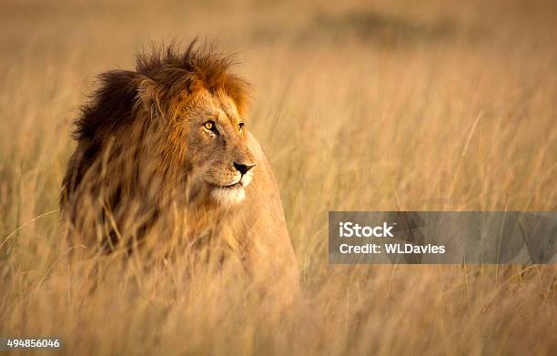 Lion In High Grass Stock Photo - Download Image Now - Lion - Feline, Safari, Africa