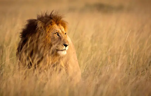 Photo of Lion in high grass
