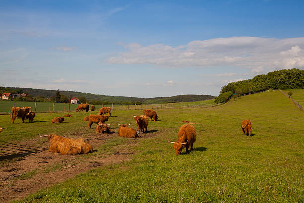 istock The herd of aberdeen angus on spring meadow 494856111