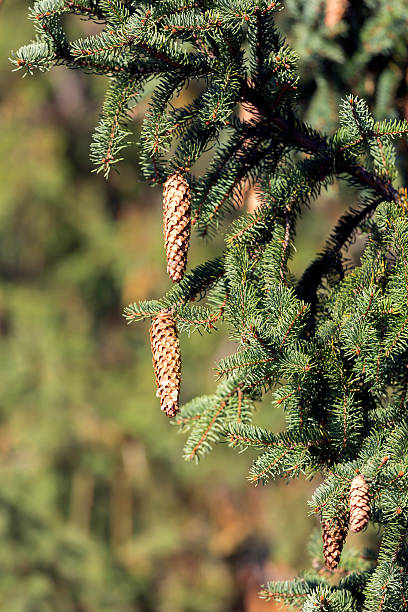 istock Cones on a fir tree branch 494856548