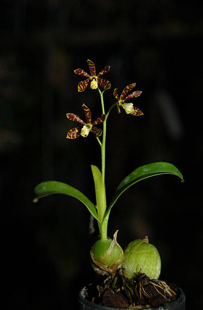 Encyclia Boothiana A miniature orchid with set of beautiful dark brown flowers. encyclia orchid stock pictures, royalty-free photos & images