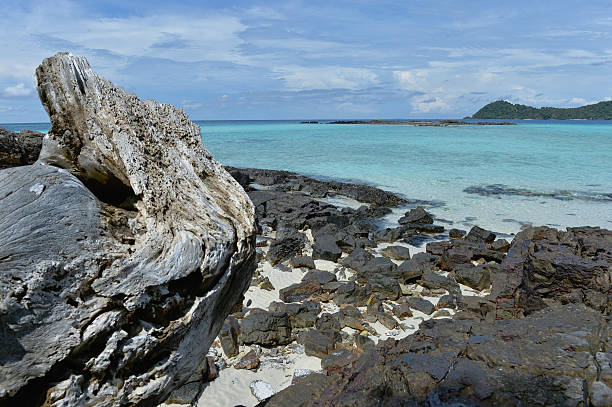 istock Driftwood on the rock beach 494857007