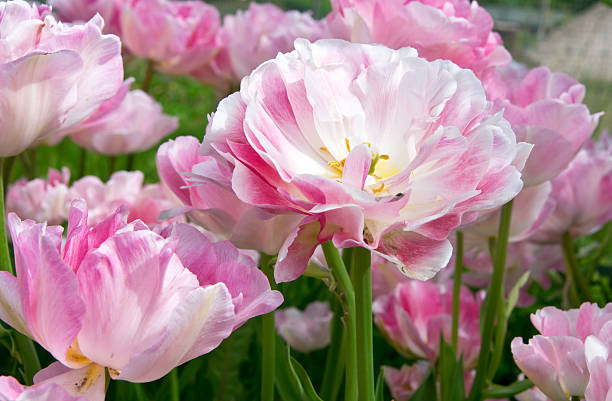 istock Pink tulips Angelique 494857058