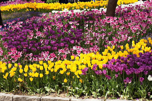istock garden rainbow colours 494857082