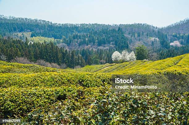 Tea Plantation Stock Photo - Download Image Now - Asia, Camellia sinensis, China - East Asia