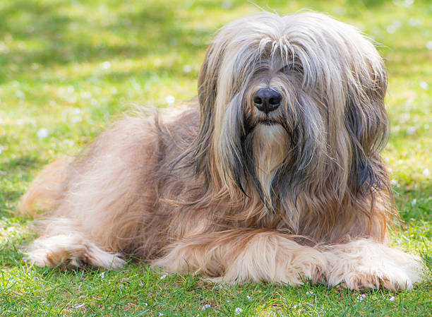 istock Male Tibetan Terrier Dog 494857209