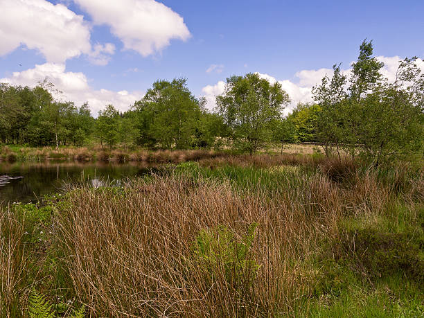 istock The pond at beacon Fell Contry Park 494857349