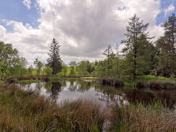 istock The pond at beacon Fell Contry Park 494857359