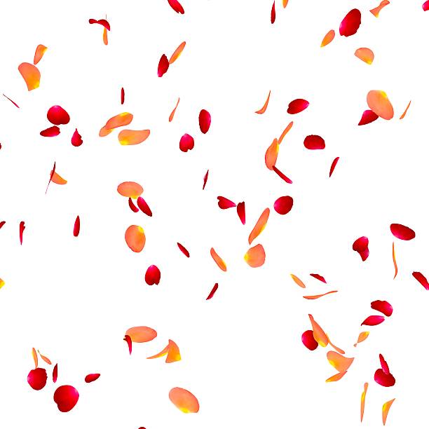 istock Petals of roses on a floor 494857661