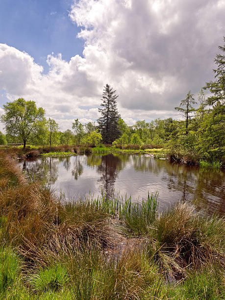 istock The pond at beacon Fel 494857819