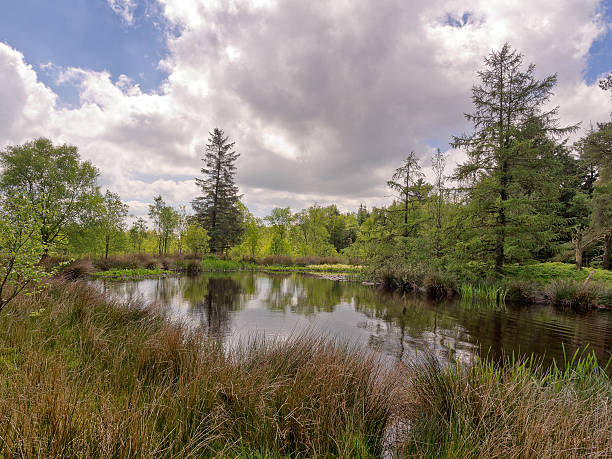 istock The pond at beacon Fel 494857825