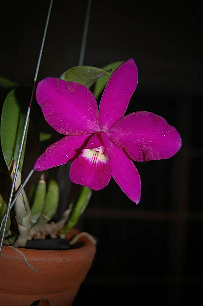 Margenta Cattleya A small size Cattleya orchid in clay pot cattleya magenta orchid tropical climate stock pictures, royalty-free photos & images