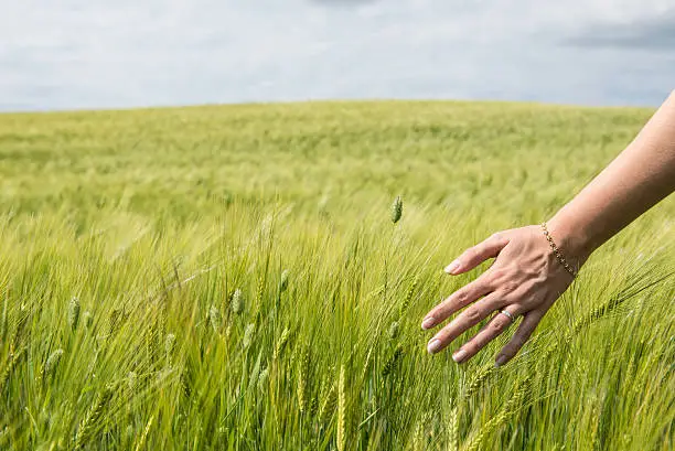 Hand in wheat field in Volterra, Tuscany.