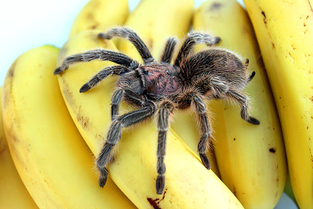 imagem de tropical tarântula aranha agachamento com bananas ou frutas - caranguejeira rosa chilena - fotografias e filmes do acervo
