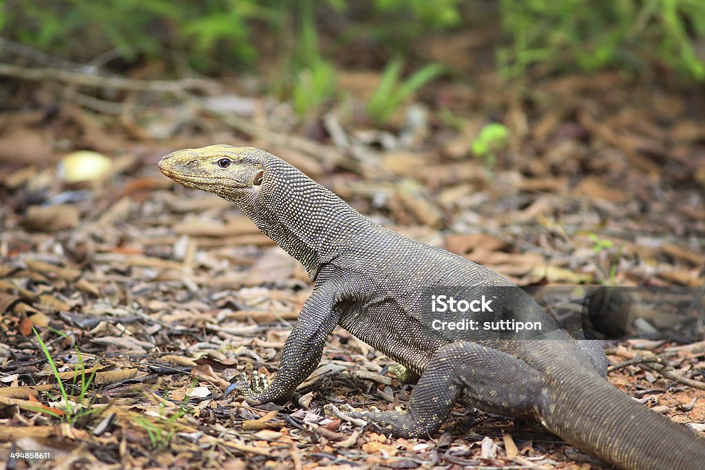 Bengal Monitor Lizard In Pang Sida National Park Stock Photo - Download  Image Now - Animal, Animal Wildlife, Animals In The Wild - iStock