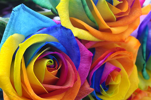 istock Rainbow rose or happy flower 494858777