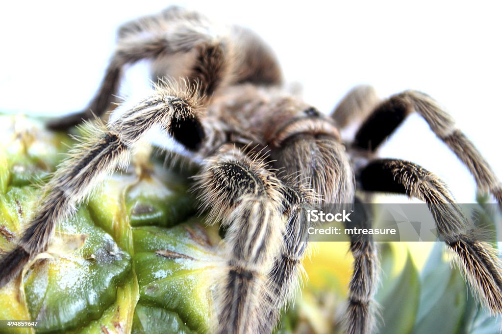 Obraz tropikalnej tarantula włoska Czołgać się nad ananasowego z owoców - Zbiór zdjęć royalty-free (Ananas)