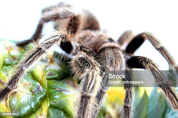 Obraz Tropikalnej Tarantula Włoska Czołgać Się Nad Ananasowego Z Owoców - zdjęcia stockowe i więcej obrazów Ananas