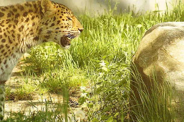 Amurleopard