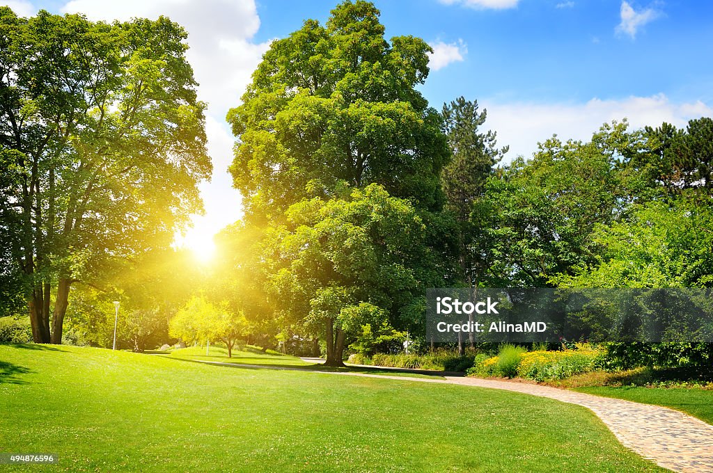 summer park with green lawns summer park with beautiful green lawns Public Park Stock Photo