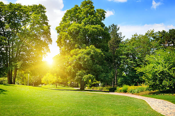 summer park with green lawns summer park with beautiful green lawns public park landscape stock pictures, royalty-free photos & images