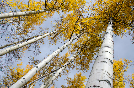 Aspens at peak Fall color grow in tall vertical rows against a clear, blue sky. Each Autumn, the Colorado Rocky Mountains create a dazzling and colorful display as the Aspens turn a brilliant yellow and glow against the mountains. In addition, their tall, vertical, trunks with white bark create a repetitive pattern under the foliage. Taken in a Colorado National Forest near Leadville.