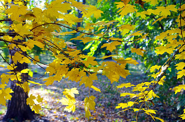 istock Maple branches with yellow leaves in the foreground 494882648