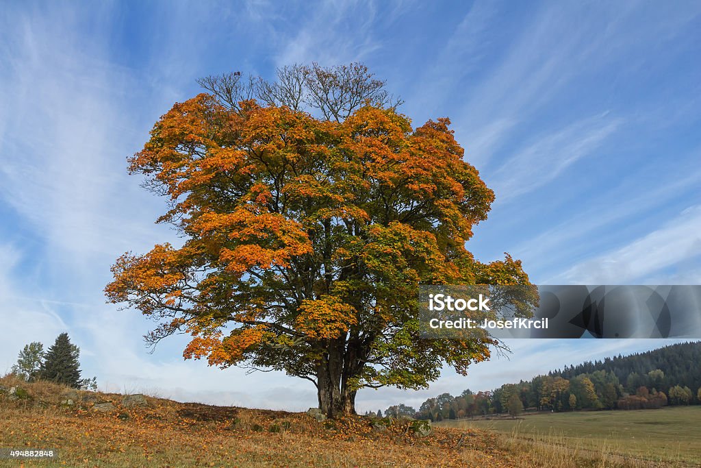 Beautiful oak tree in autumn Beautiful oak tree in autumn colors 2015 Stock Photo