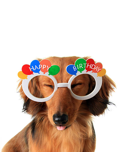 istock Happy Birthday puppy 494883674