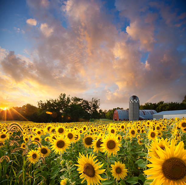 istock Sunflower Field against a Dreamy Sunset Sky 494890236