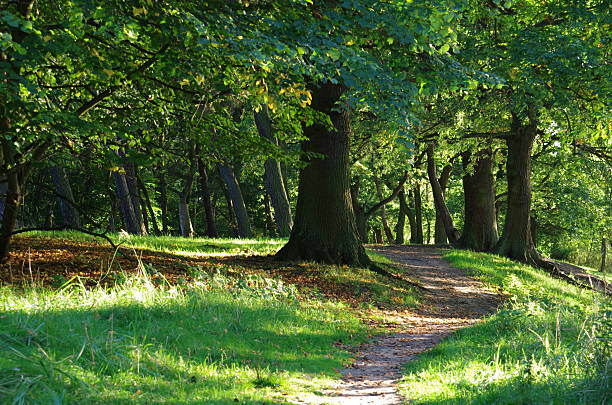 Green alley of trees