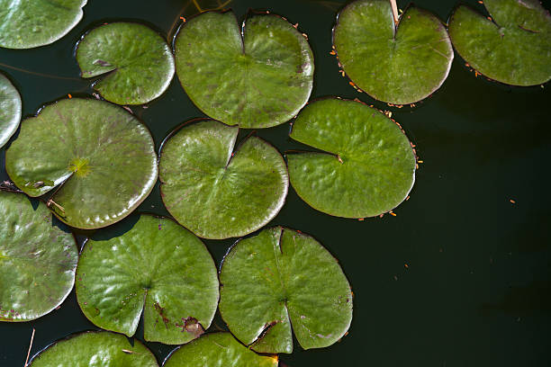 lírio d'água - marsh swamp plant water lily - fotografias e filmes do acervo