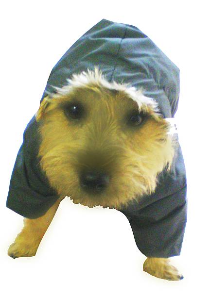 istock funny cairn terrier puppy in raincoat 494890958