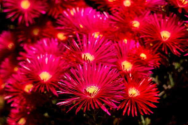 istock garden pink flowers 494891579